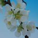 Venkovní bonsai - Chaenomeles sup. jet trail - Kdoulovec bílý VB2020-153 - 3/4