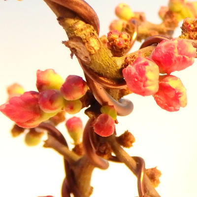 Venkovní bonsai - Chaneomeles s. Red Joy - Kdoulovec - 3