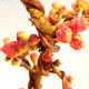 Venkovní bonsai - Chaneomeles s. Red Joy - Kdoulovec - 3/4