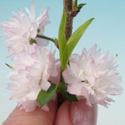 Venkovní bonsai - Japonská sakura - Prunus glandulosa  Rosea - 3