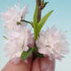 Venkovní bonsai - Japonská sakura - Prunus glandulosa  Rosea - 3/4