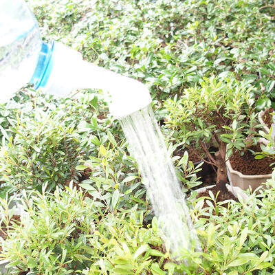Plastové bonsai kropítko na lahev 20 ks, bílá - 3