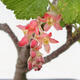 Venkovní bonsai - Meruzalka krvavá - Ribes sanguneum - 3/4