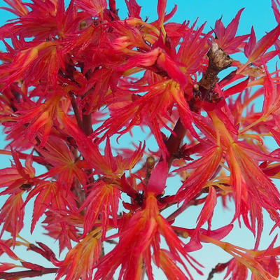Venkovní bonsai - Acer palmatum Beni Tsucasa - Javor dlanitolistý 408-VB2019-26733 - 3