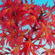 Venkovní bonsai - Acer palmatum Beni Tsucasa - Javor dlanitolistý VB2020-235 - 3/4