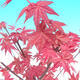 Venkovní bonsai - Javor palmatum DESHOJO - Javor dlanitolistý - 3/4