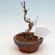 Venkovní bonsai - Javor Buergerianum - Javor Burgerův - 3/5