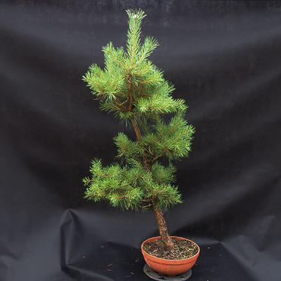 Borovice lesní - Pinus sylvestris NO-3 - 3