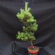 Borovice lesní - Pinus sylvestris NO-3 - 3/5