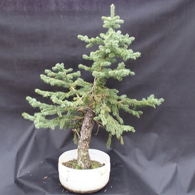 Smrk - Picea pungens NO-6 - 3
