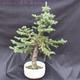 Smrk - Picea pungens NO-6 - 3/7