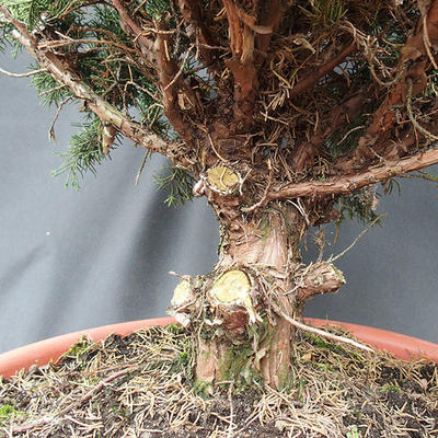 Jalovec čínský- Juniperus chinensis NO-17 - 3