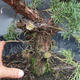 Jalovec čínský- Juniperus chinensis NO-18 - 3/6