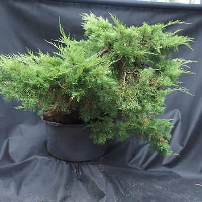 Jalovec - Juniperus sabina NO-19 - 3