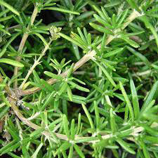 Pokojová bonsai - Rozmarýn lékařský-Rosmarinus officinalis PB2410026 - 3