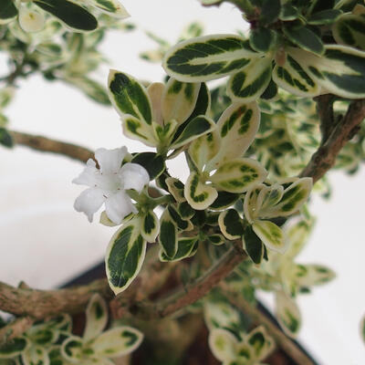 Pokojová bonsai - Serissa foetida Variegata - Strom tisíce hvězd - 3