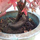Japonský javor - Acer palmatum WO-18 - 3/3