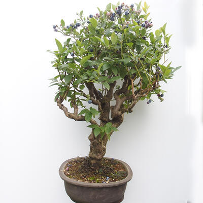 Venkovní bonsai - kanadská borůvka - Vaccinium corymbosum - 4