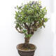 Venkovní bonsai - kanadská borůvka - Vaccinium corymbosum - 4/5