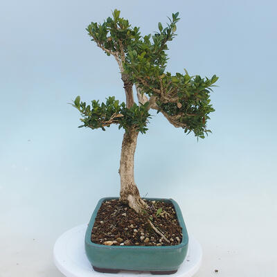 Venkovní bonsai - Buxus microphylla - zimostráz - 4