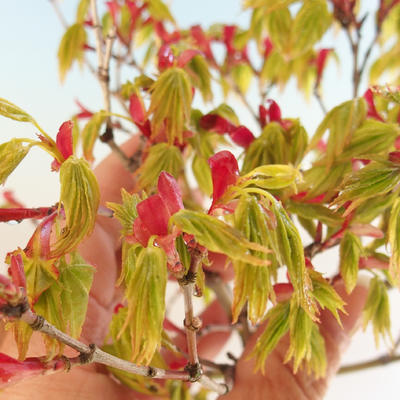 Acer palmatum Aureum - Javor dlanitolistý zlatý VB2020-649 - 4