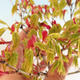 Acer palmatum Aureum - Javor dlanitolistý zlatý VB2020-649 - 3/3