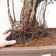 Pokojová bonsai - Ficus retusa -  malolistý fíkus - 4/4