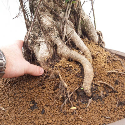 Pokojová bonsai - Ficus retusa -  malolistý fíkus - 4