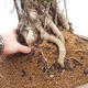 Pokojová bonsai - Ficus retusa -  malolistý fíkus - 4/4