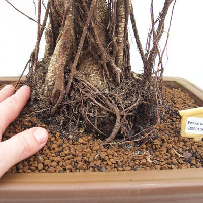 Pokojová bonsai - Ficus retusa -  malolistý fíkus - 4
