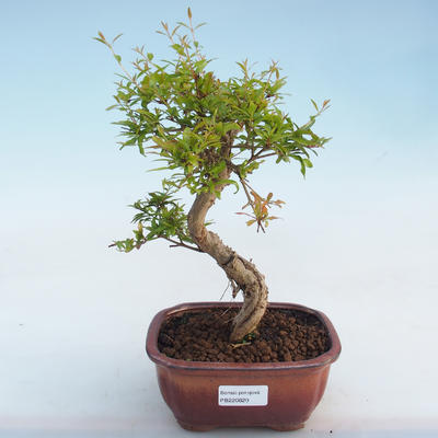 Pokojová bonsai-PUNICA granatum nana-Granátové jablko PB220820 - 4