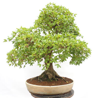 Venkovní bonsai - Javor Francouzský - Acer Nonspessulanum - 4