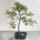 Venkovní bonsai - Malus sp. -  Maloplodá jabloň - 4/5