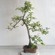 Venkovní bonsai - Malus sp. -  Maloplodá jabloň - 4/5