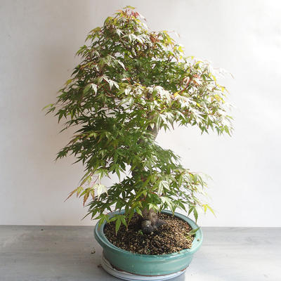 Acer palmatum - Javor dlanitolistý - 4