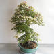 Acer palmatum - Javor dlanitolistý - 4/5