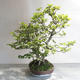Venkovní bonsai - Fagus sylvatica - Buk lesní - 4/5