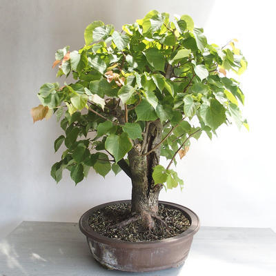 Venkovní bonsai - Lípa srdčitá - Tilia cordata - 4