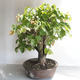 Venkovní bonsai - Lípa srdčitá - Tilia cordata - 4/5