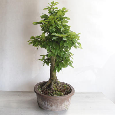 Venkovní bonsai - Habr obecný - Carpinus betulus - 4