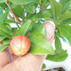 Pokojová bonsai-PUNICA granatum nana-Granátové jablko - 4/4