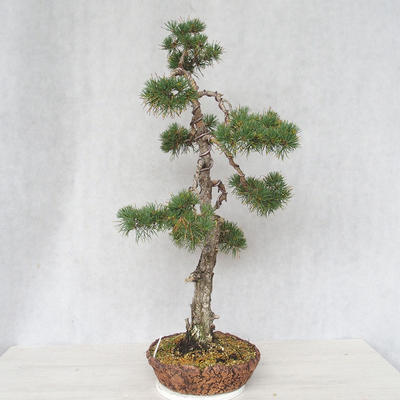 Venkovní bonsai - Pinus Sylvestris - Borovice lesní - 4