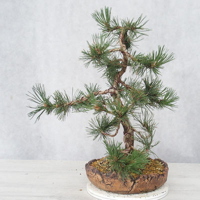 Venkovní bonsai - Pinus Mugo - Borovice kleč - 4