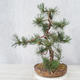 Venkovní bonsai - Pinus Mugo - Borovice kleč - 4/4
