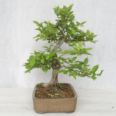 Venkovní bonsai-Ulmus Glabra-Jílm tuhý - 4