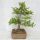 Venkovní bonsai-Ulmus Glabra-Jílm tuhý - 4/4