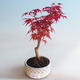 Venkovní bonsai - Javor palmatum DESHOJO - Javor dlanitolistý - 4/4