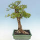 Pokojová bonsai - Duranta erecta Aurea - 4/6