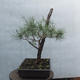 Yamadori - Pinus sylvestris - borovice lesní - 4/6