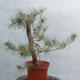 Yamadori - Pinus sylvestris - borovice lesní - 4/4